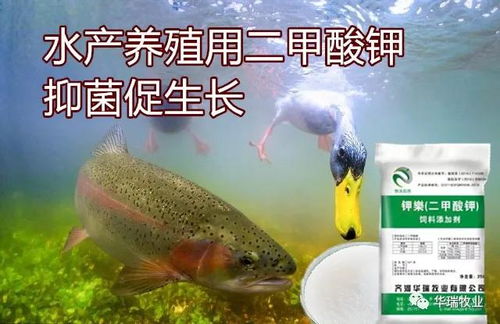 每噸飼料中含2公斤二甲酸鉀提高了魚體凈增重 18.6